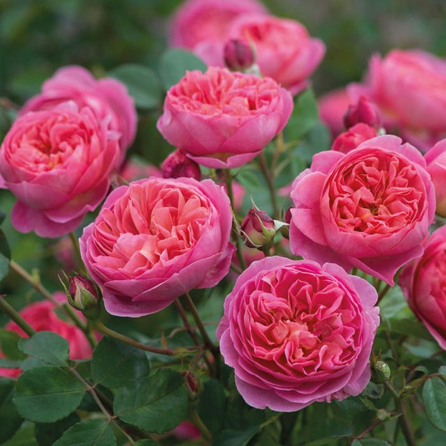 British Pink Roses British Rose: Universally loved and deeply moisturizing. – Botanic Hearth